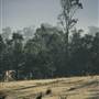 Megalong Valley