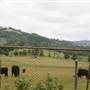 Berry Area Farms
