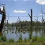 Gum Swamp & Bird Hide