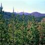 Canobolas State Forest / Recreation Area