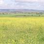 Canola Field