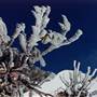 Charlotte Pass