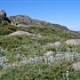 Charlotte Pass