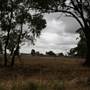 Collingullie