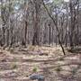 Coolah Tops National Park