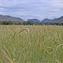 Coonabarabran Area