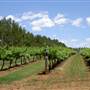 Craigmoor Winery