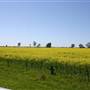 Crops near Forbes