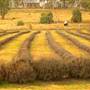 Crops/Farms - Central West