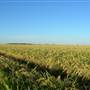 Crops/Farms - Central West