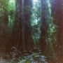 Crystal Shower Falls - Dorrigo National Park