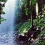 Crystal Shower Falls - Dorrigo National Park