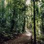 Dorrigo National Park