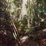 Dorrigo National Park
