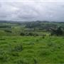 Dorrigo National Park
