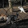 Shoalhaven Zoo