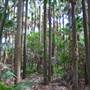 Forster and surrounds