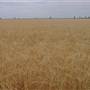 Gilgandra Rural Area