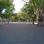 Grafton