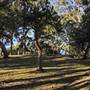 Green Patch Campground - Booderee National Park