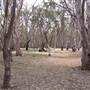 Hay State Forest - Murrumbidgee Valley Regional Park