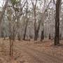 Hay State Forest - Murrumbidgee Valley Regional Park