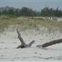 Killick Beach & Sand Dunes - Hat Head National Park