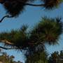 Japanese Gardens Cowra
