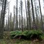 Jenolan State Forest - Ferns