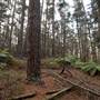Jenolan State Forest - Ferns