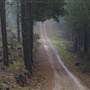 Jenolan State Forest