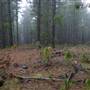 Jenolan State Forest