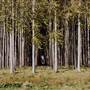 Kempsey State Forests