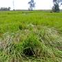 Kooragang Wetlands - Hunter Wetlands National Park