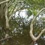 Kooragang Wetlands - Hunter Wetlands National Park