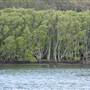 Lane Cove River