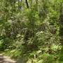 Lane Cove National Park