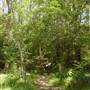 Lane Cove National Park
