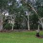 Lane Cove National Park