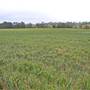 Merriwa Area