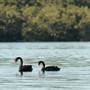NRMA Myall Shores Holiday Park