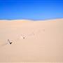 Stockton Dunes - Worimi National Park