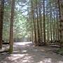 The Firs Picnic Area - Stewarts Brook State Forest