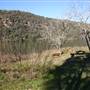 Wisemans Ferry