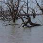 Menindee