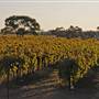 Menindee
