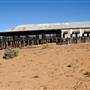 Menindee
