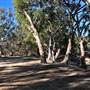 Menindee