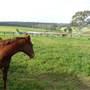 Lomar Park Stud