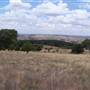 Macquarie Woods - Vittoria State Forest